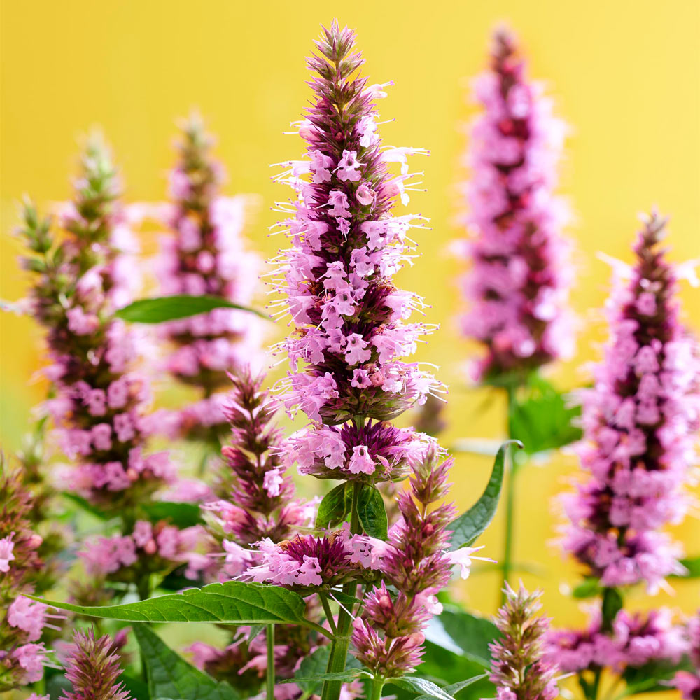 Agastache Beelicious® Pink