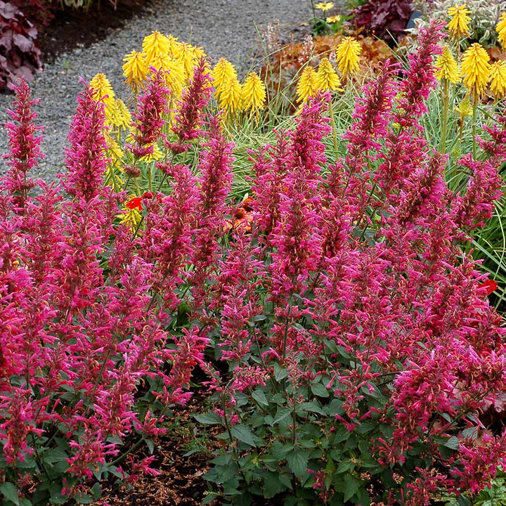 Agastache 'Morello'