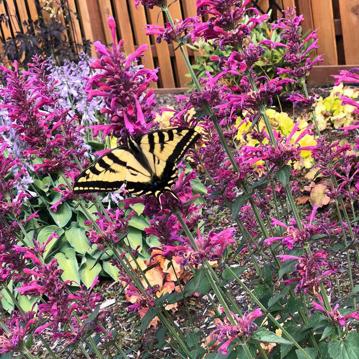 Agastache 'Morello'