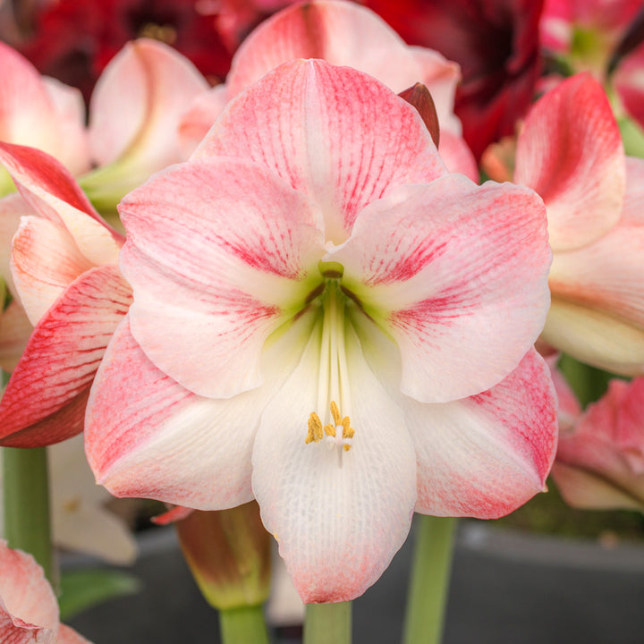 Amaryllis 'Apple Blossom,' one bulb in nursery pot