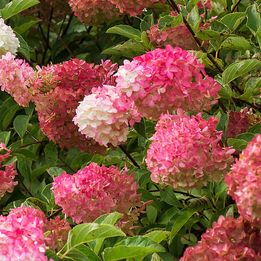 Hydrangea paniculata Berry White®