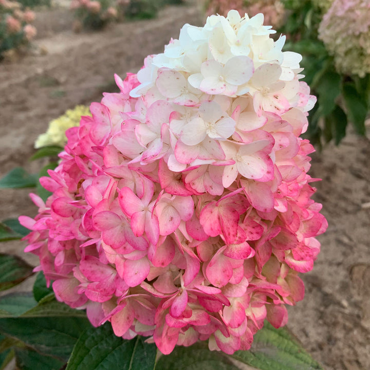 Hydrangea paniculata Magical® Ruby Snow