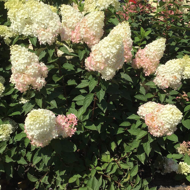 Hydrangea paniculata Magical® Ruby Snow