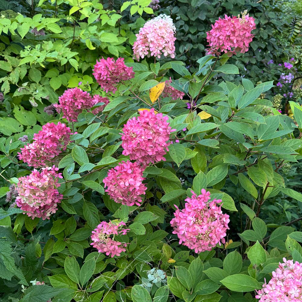Hydrangea paniculata Magical® Ruby Snow