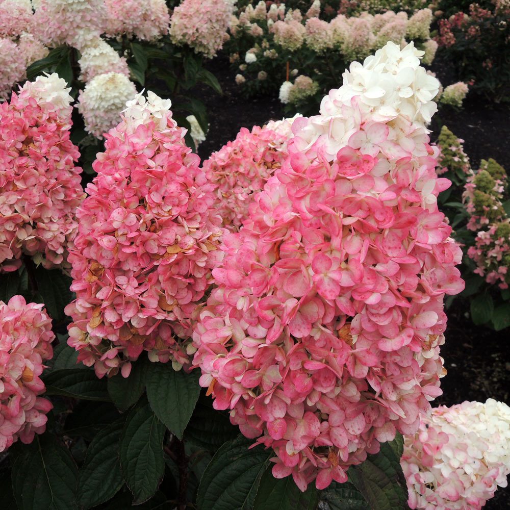 Hydrangea paniculata Magical® Ruby Snow