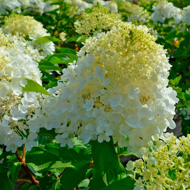 Hydrangea paniculata Magical® Ruby Snow