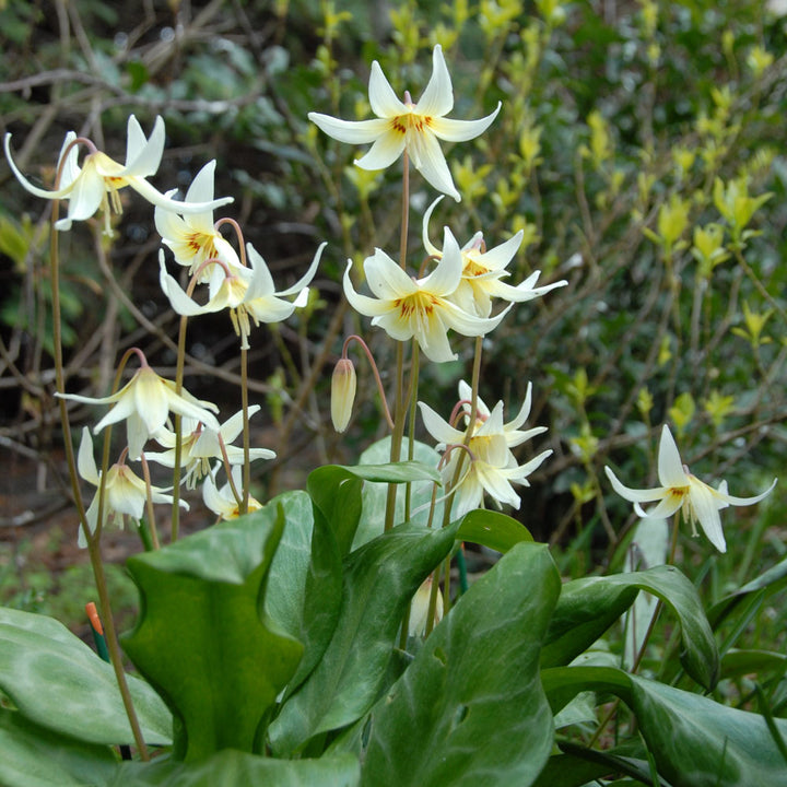Erythronium californicum 'White Beauty'