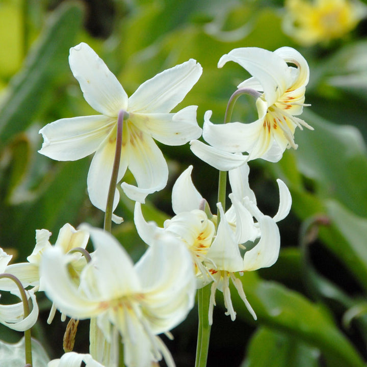 Erythronium californicum 'White Beauty'