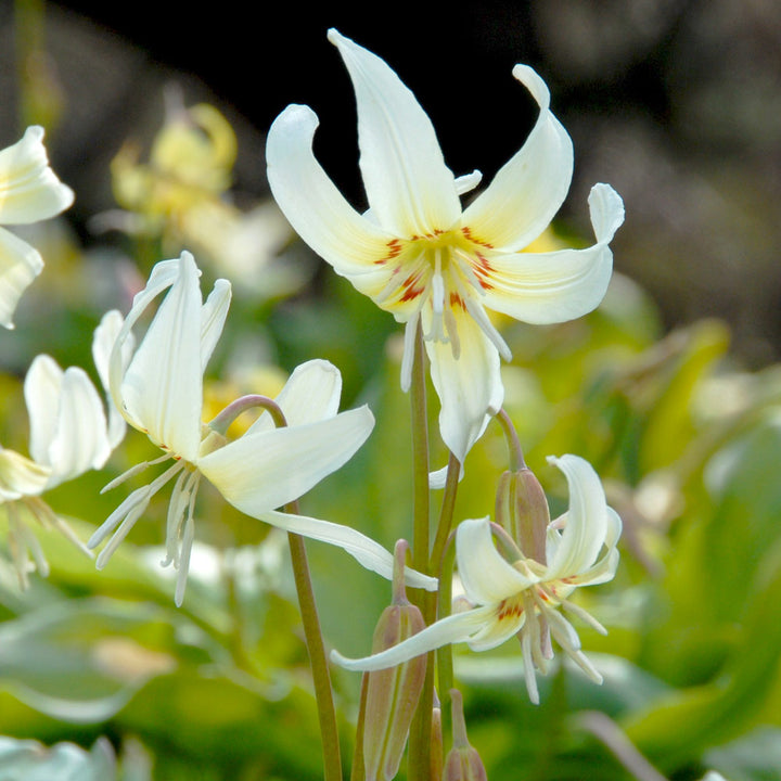 Erythronium californicum 'White Beauty'