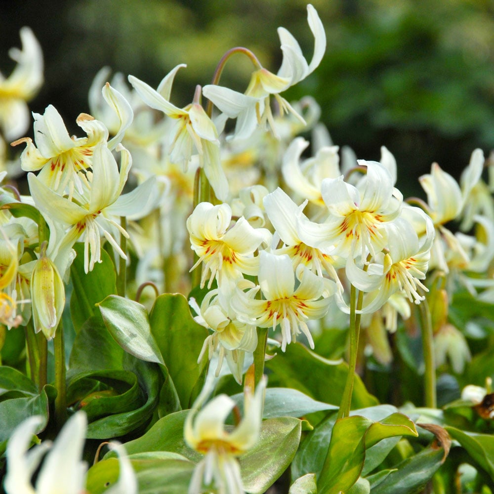 Erythronium californicum 'White Beauty'