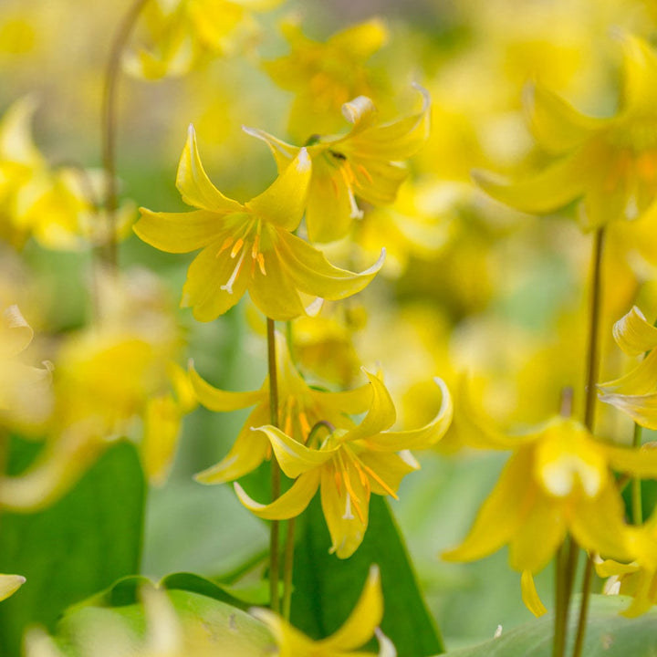 Erythronium 'Pagoda'