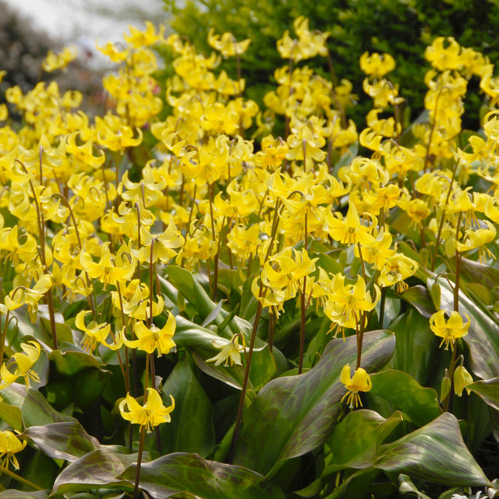 Erythronium 'Pagoda'