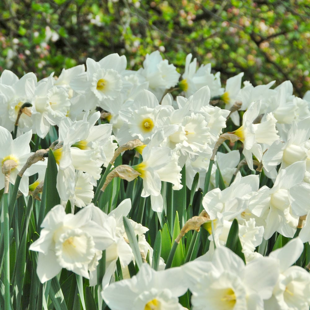 Narcissus 'Mount Hood'