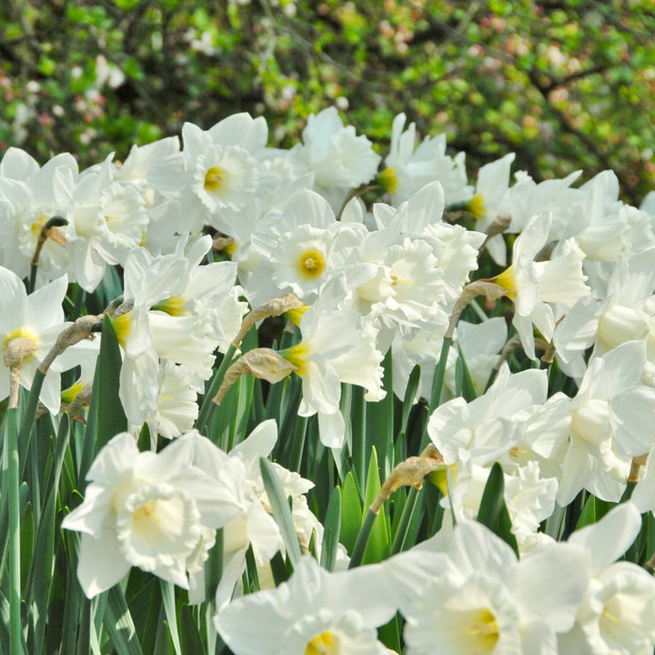 Narcissus 'Mount Hood'