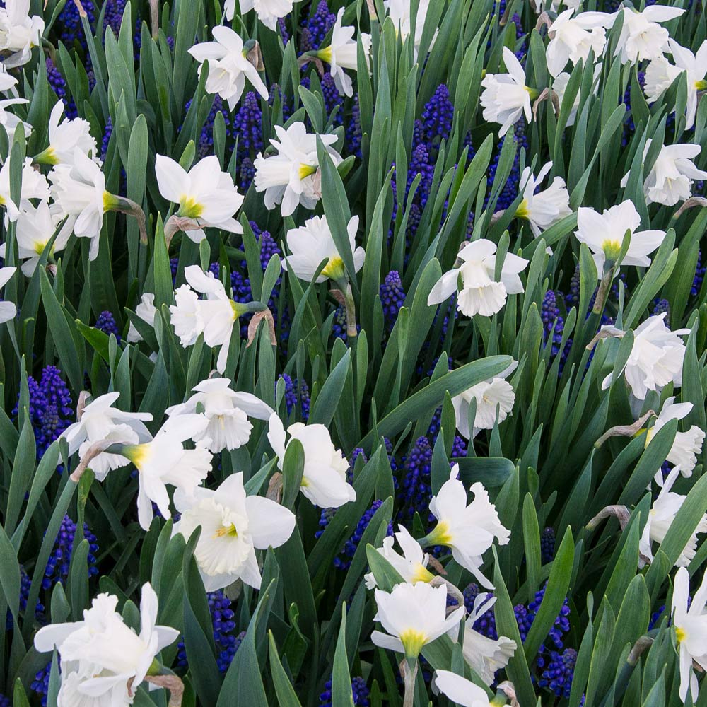 Narcissus 'Mount Hood'