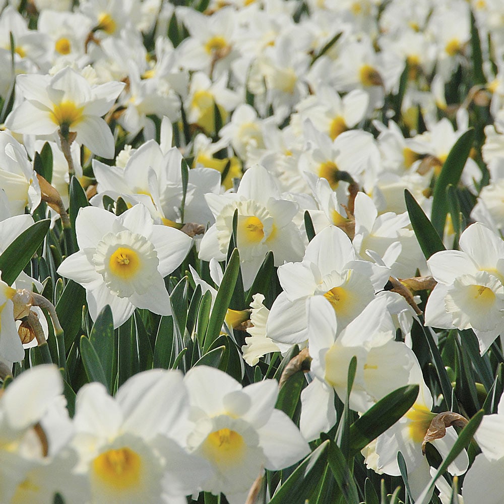 Narcissus 'Mount Hood'