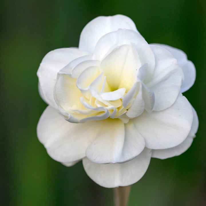 Narcissus 'Rose of May'