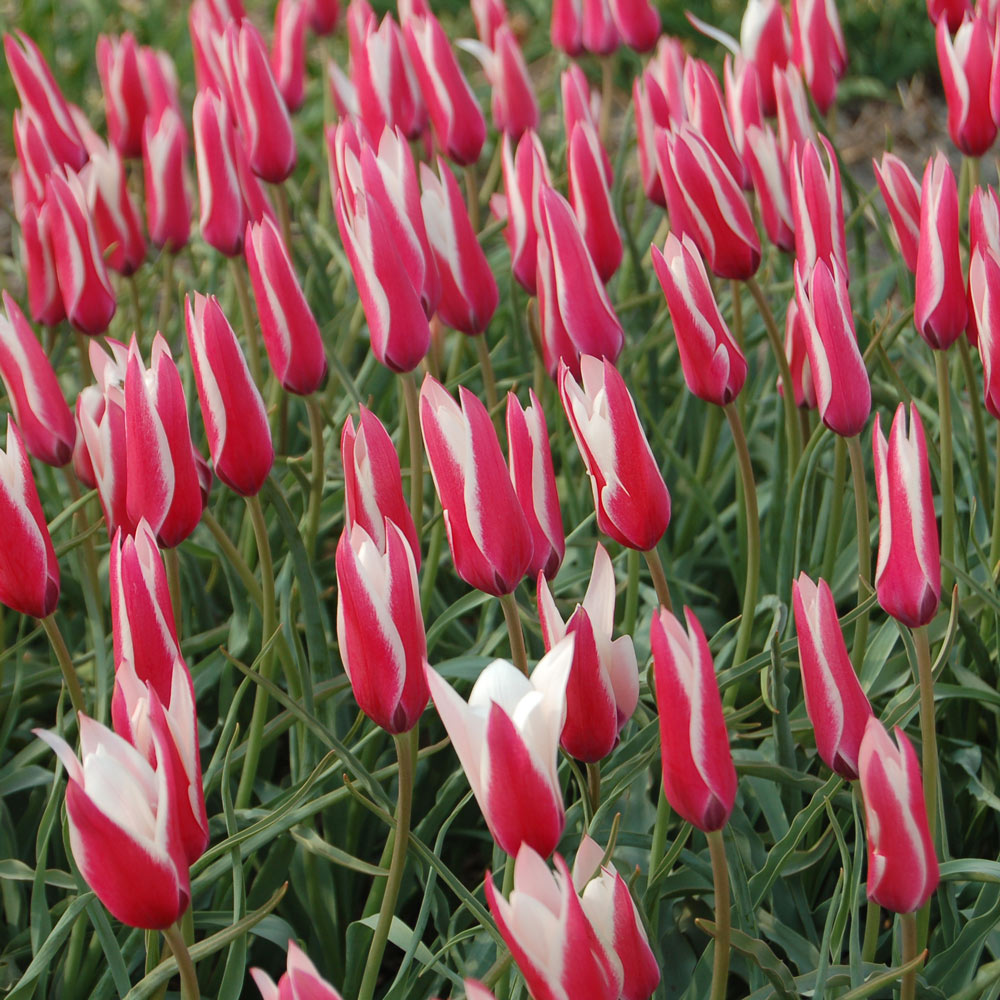 Tulip clusiana 'Peppermint Stick'