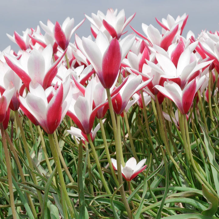 Tulip clusiana 'Peppermint Stick'