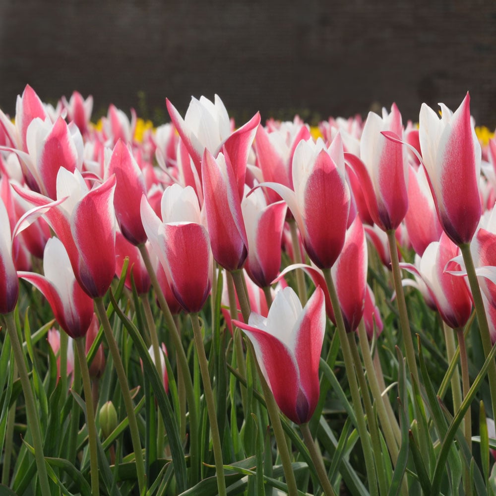 Tulip clusiana 'Peppermint Stick'