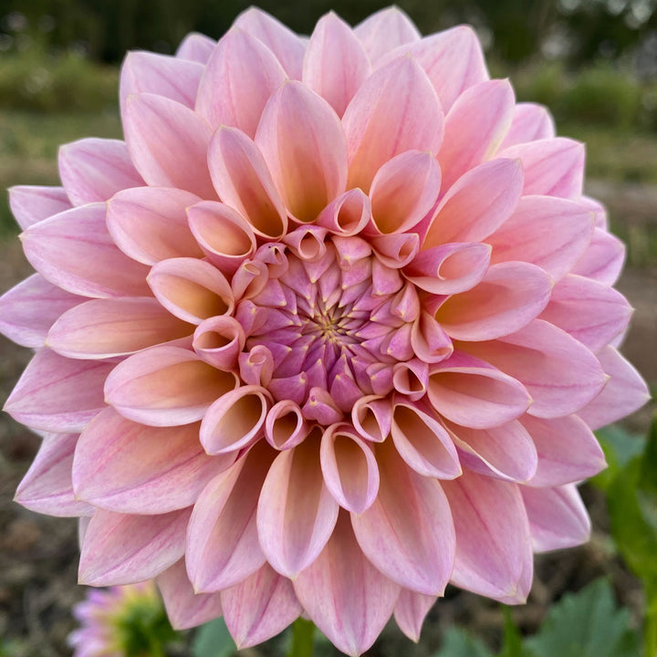 Dahlia 'Coralie'
