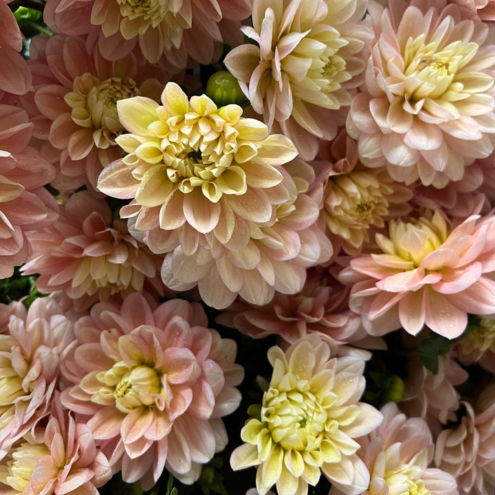 Dahlia 'Day Dreamer'