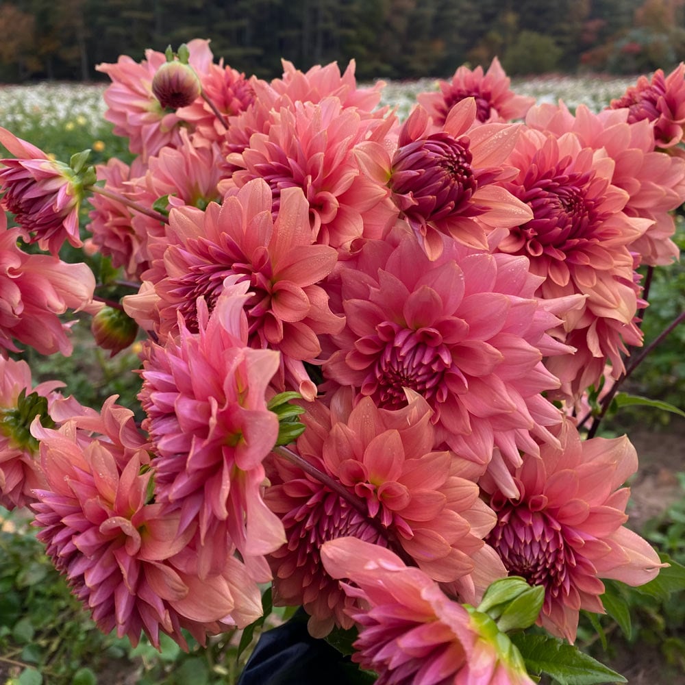 Dahlia 'Terracotta'