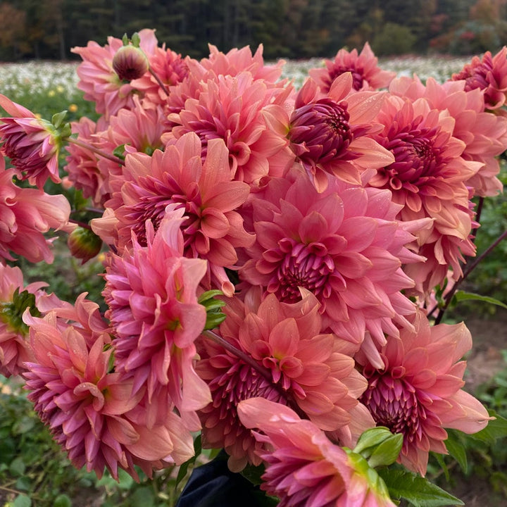 Dahlia 'Terracotta'