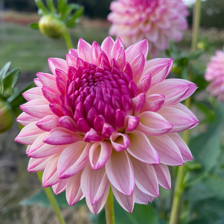 Dahlia 'Valley Porcupine'