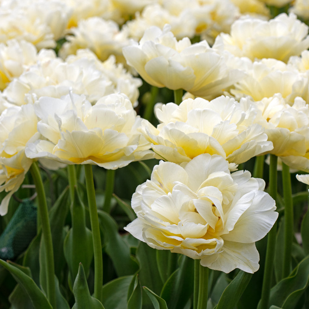 Tulip 'Avant Garde'