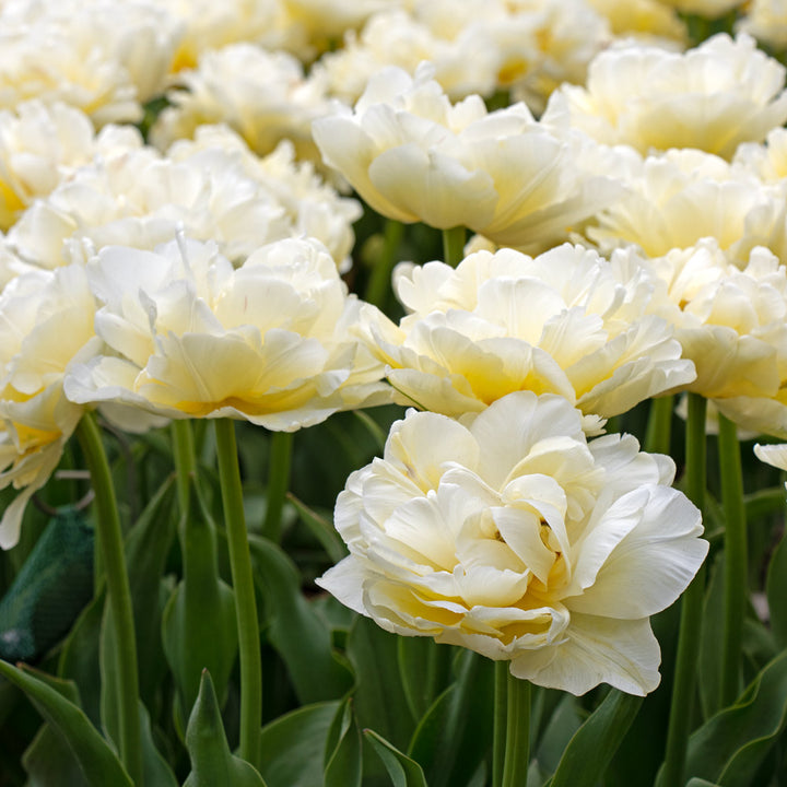 Tulip 'Avant Garde'
