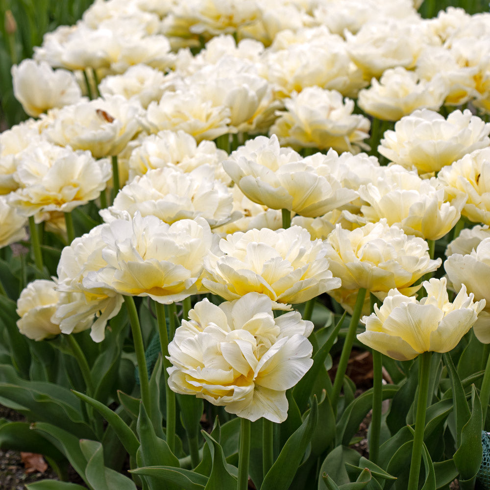Tulip 'Avant Garde'