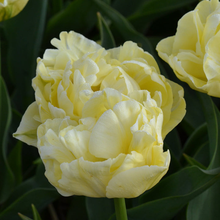 Tulip 'Avant Garde'