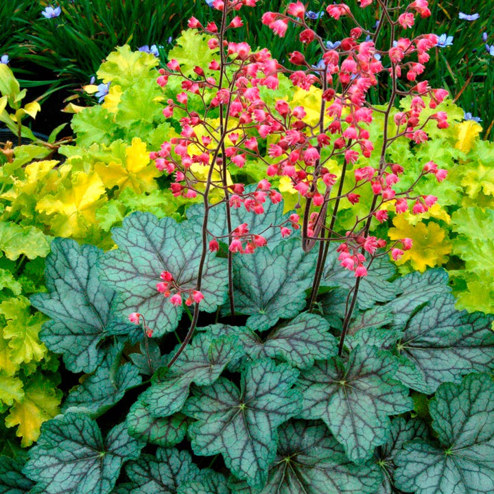 Heuchera 'Peppermint Spice'