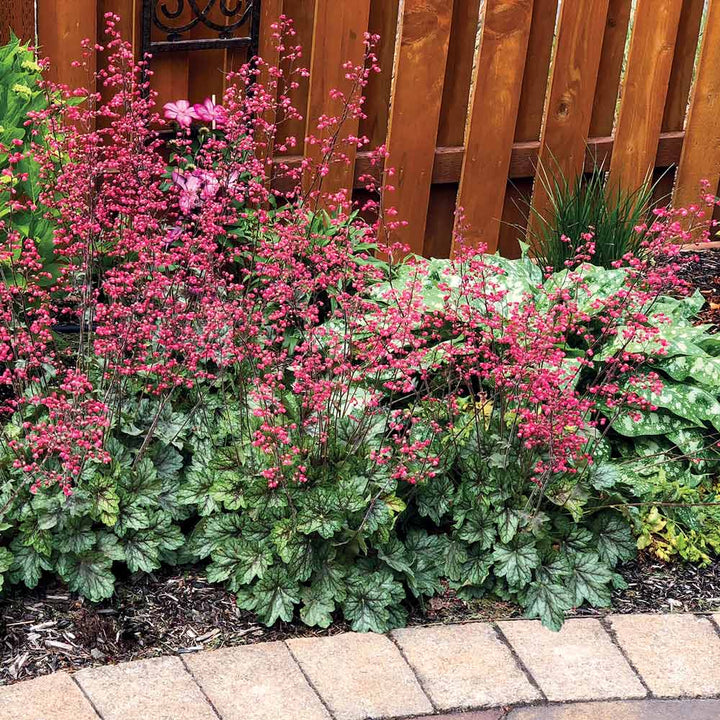 Heuchera 'Peppermint Spice'