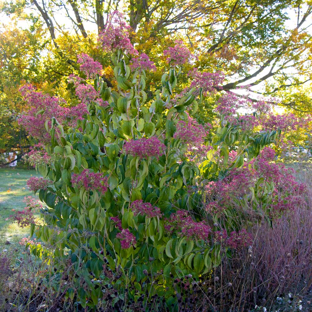Heptacodium miconioides Temple of Bloom®