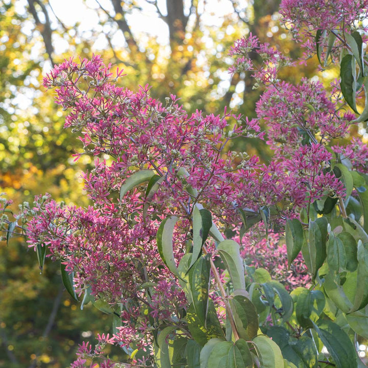 Heptacodium miconioides Temple of Bloom®