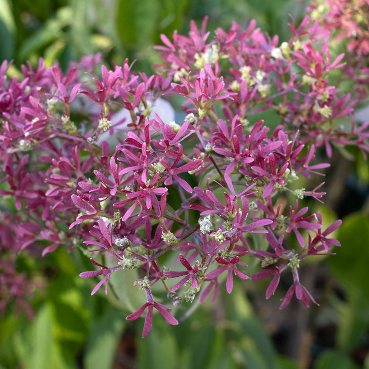 Heptacodium miconioides Temple of Bloom®