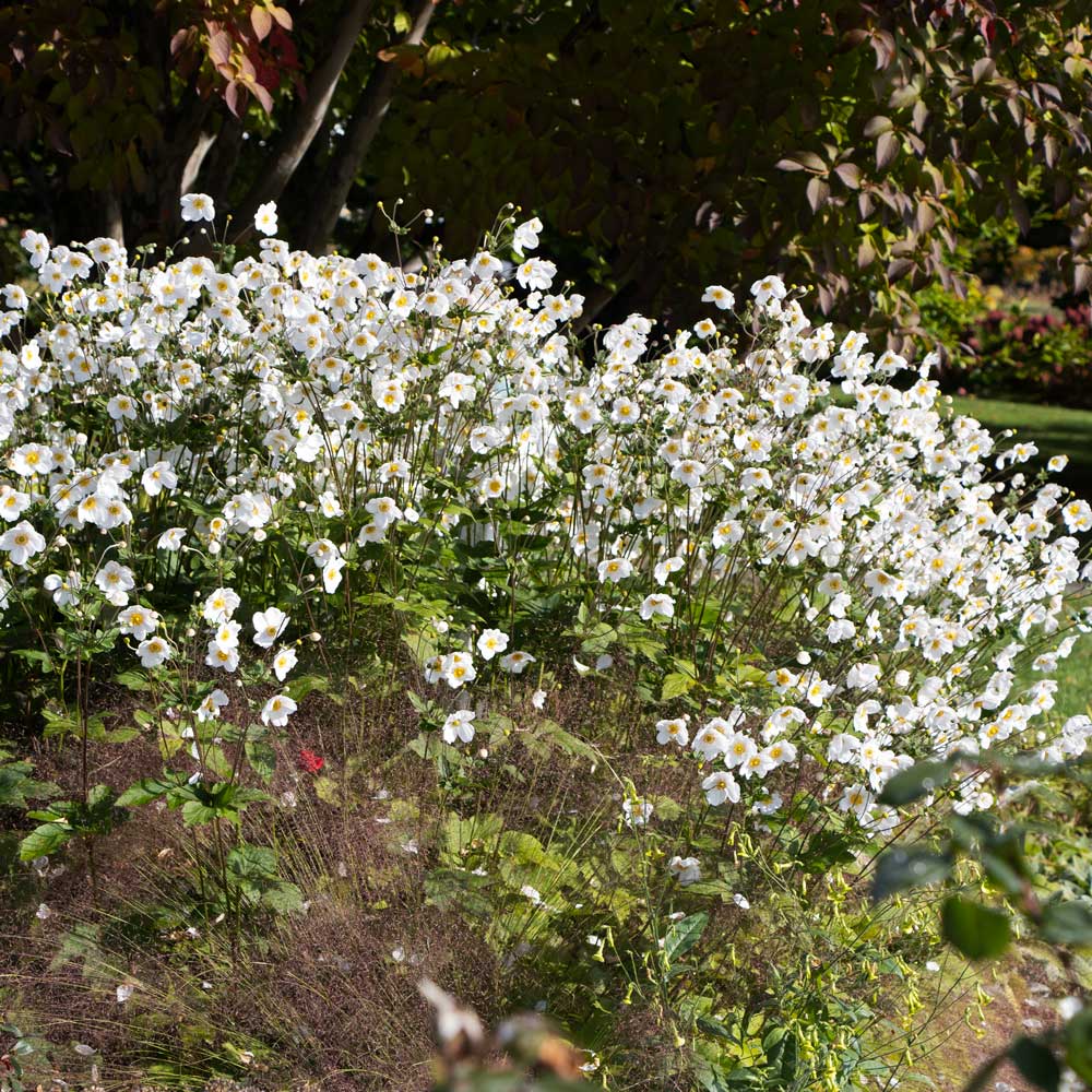 Anemone 'Honorine Jobert'