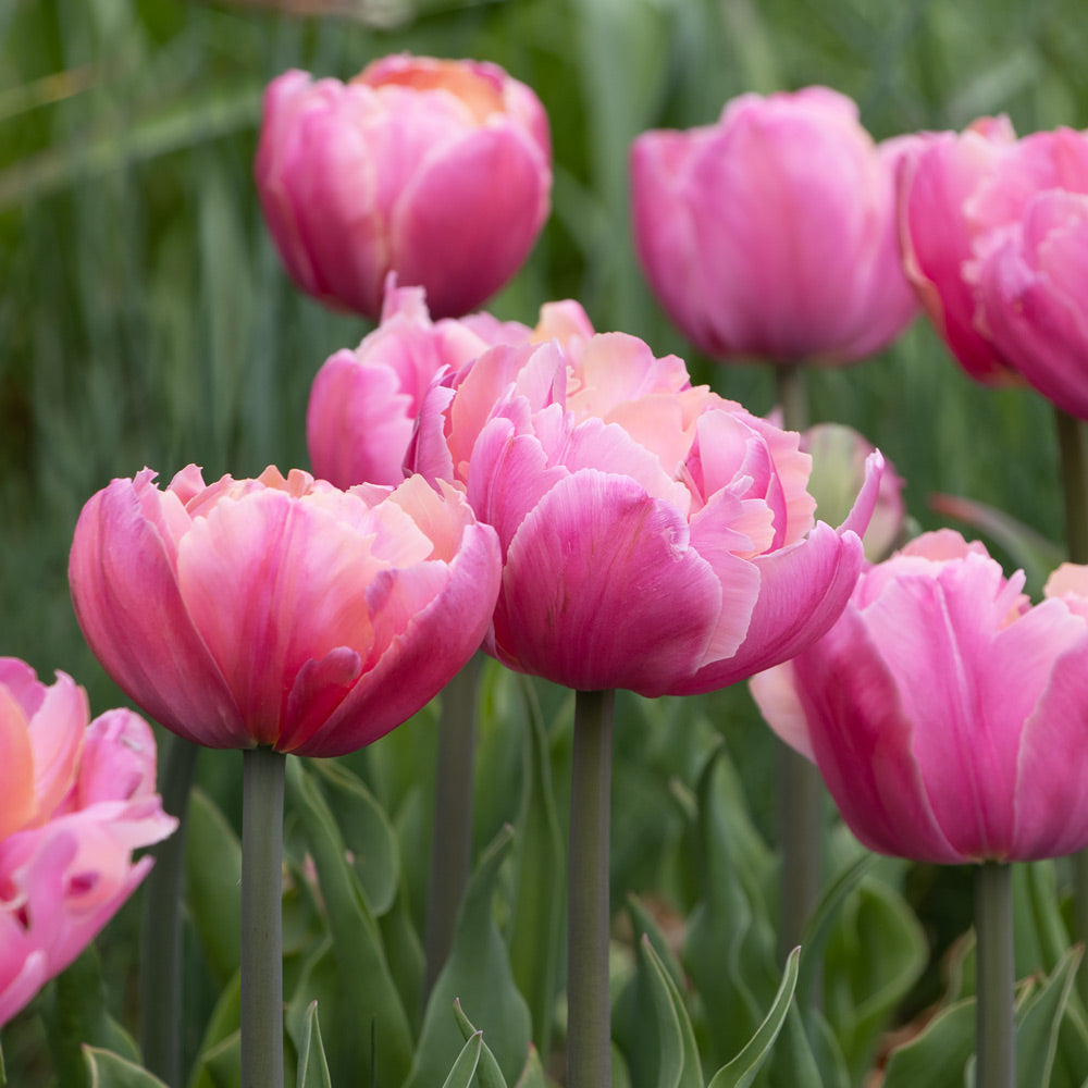 Tulip 'Pink Star'