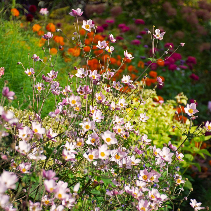 Anemone 'Robustissima'