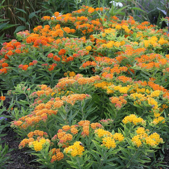 Asclepias tuberosa Gay Butterflies Mix