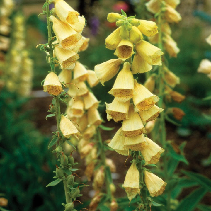 Digitalis grandiflora