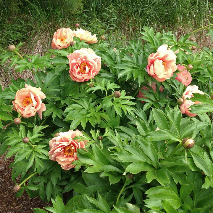 Itoh Peony Garden Candy® Peach-A-Licious™