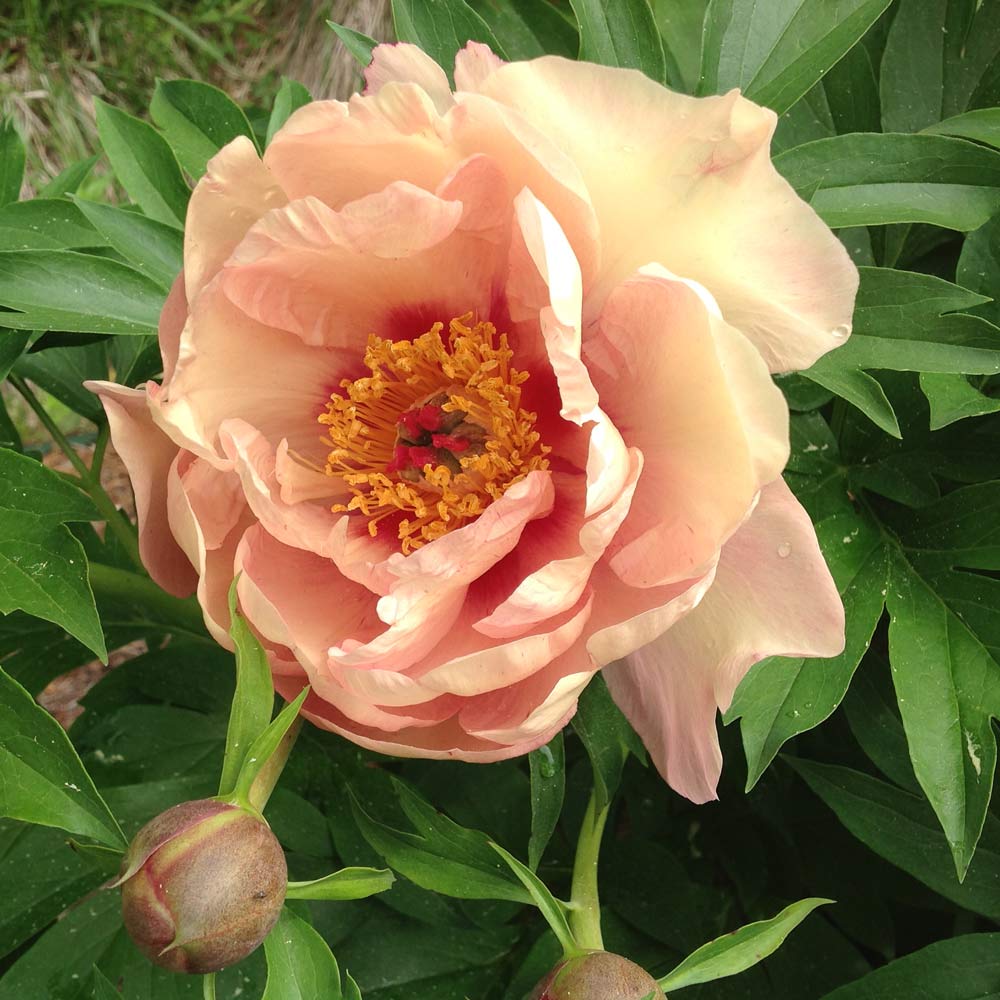 Itoh Peony Garden Candy® Peach-A-Licious™