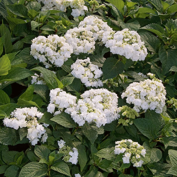 Hydrangea macrophylla 'Wedding Gown'
