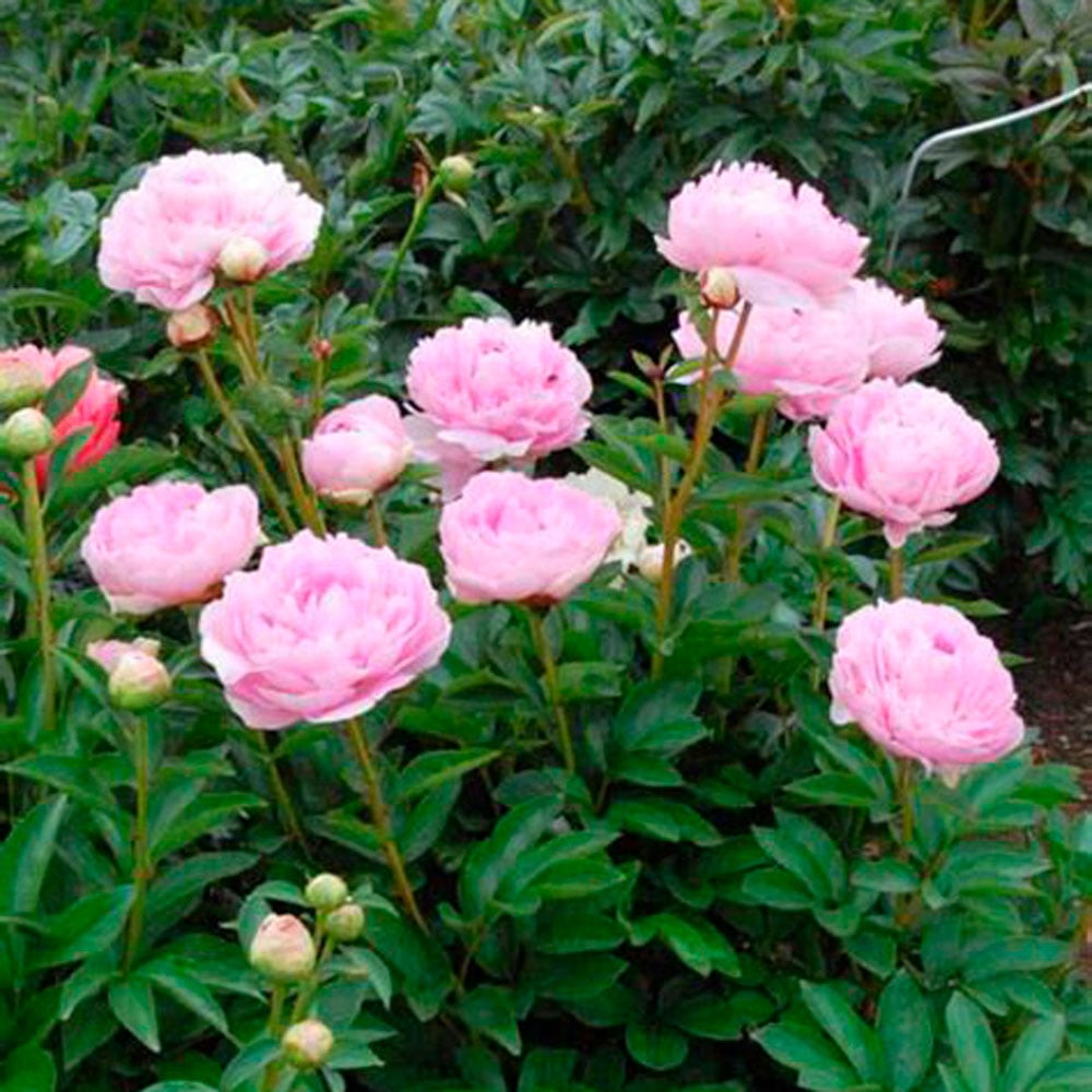 Peony 'La Perle'