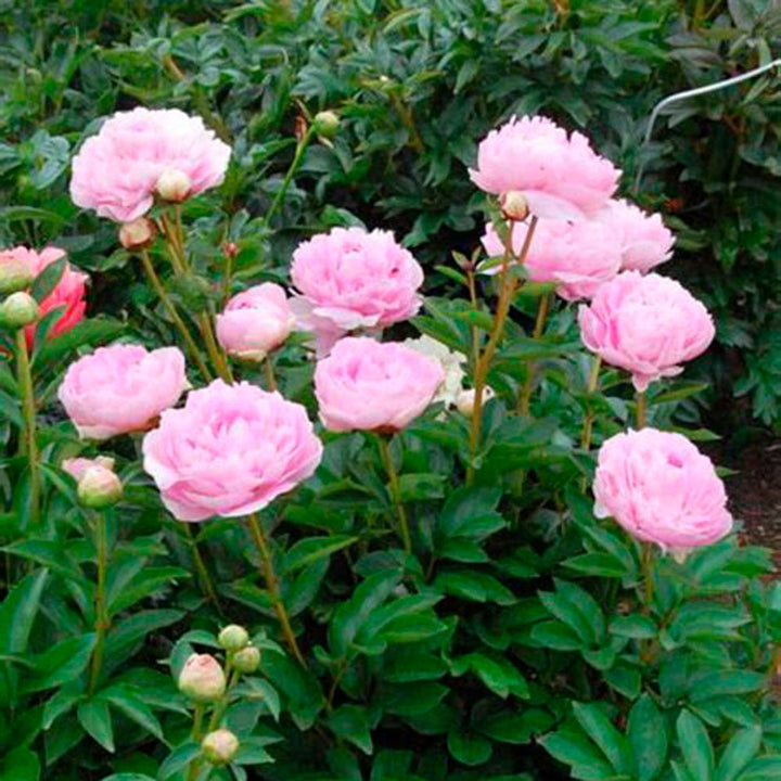 Peony 'La Perle'