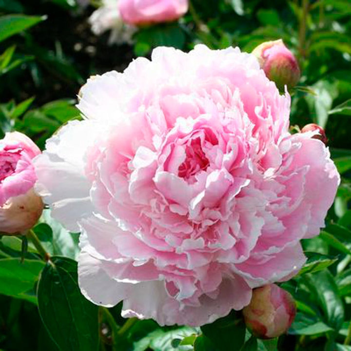 Peony 'La Perle'