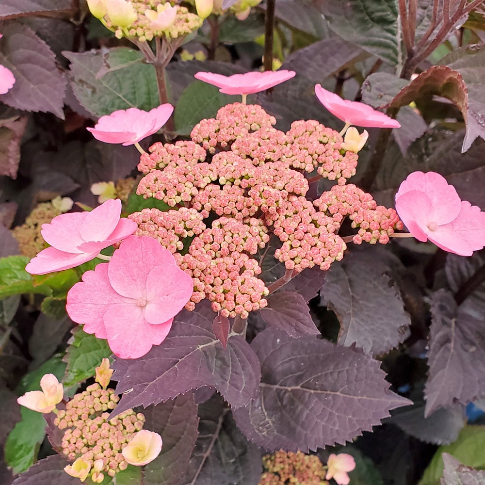Hydrangea Pink Dynamo™